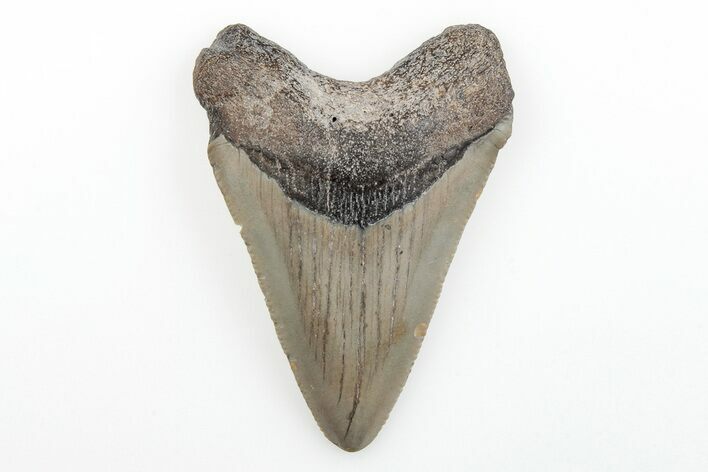 Serrated, Juvenile Megalodon Tooth - North Carolina #196032
